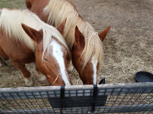 istock brown horses eating out of a feed bag 1289836627
