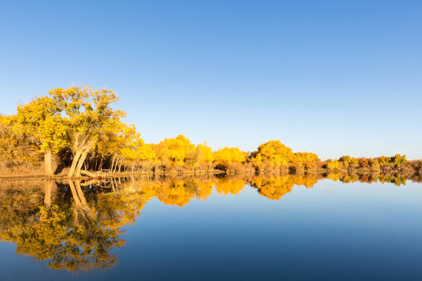 istock ejina poplar in autumn 1289837083