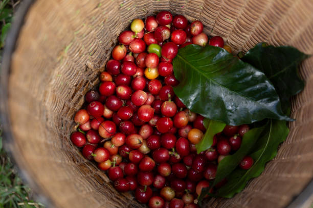 istock Close up of red berries coffee beans. 1289837397