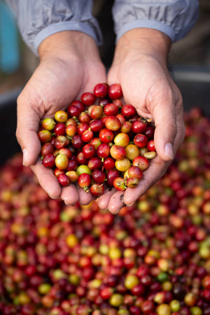 istock Hand Holding Raw Coffee Beans on red coffee beans background. 1289837401