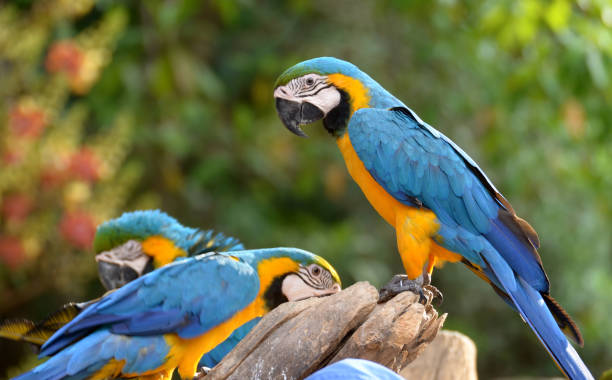 idyllische tier birdwatch safari: schöne und neugierige blaue und gelbe papagei ara tropischen vogel auf natur hintergrund - gelbbrustara stock-fotos und bilder