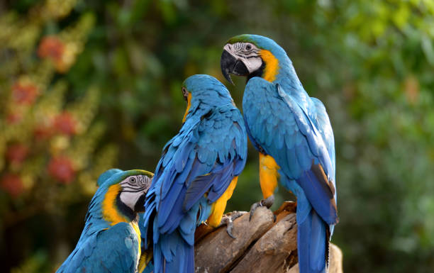 idyllische tier birdwatch safari: schöne und neugierige blaue und gelbe papagei ara tropischen vogel auf natur hintergrund - gelbbrustara stock-fotos und bilder