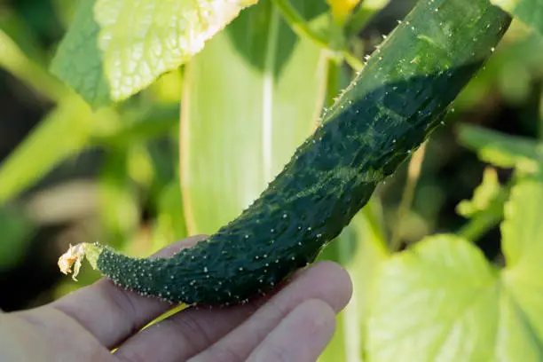 Photo of hand holding deformed cucumber. lack of trace elements in plant