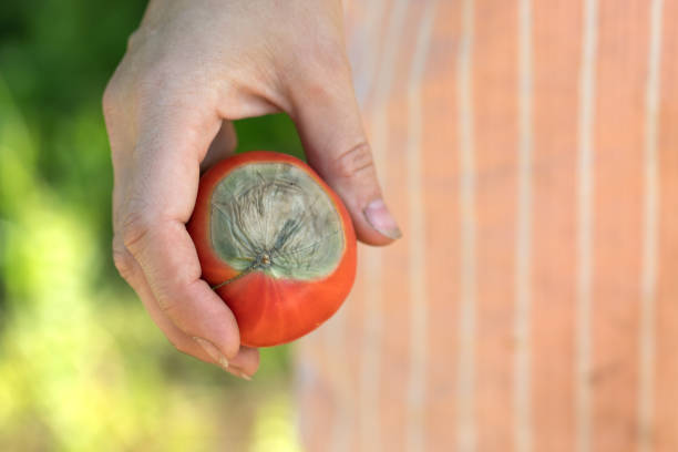 tomate rojo maduro con la parte superior mimada de la podredumbre verde claro - colletotrichum fotografías e imágenes de stock