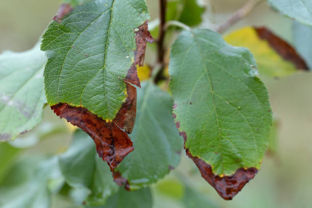 Bacterial burn of fruit trees is caused by pathogenic fungi and bacteria. stock photo