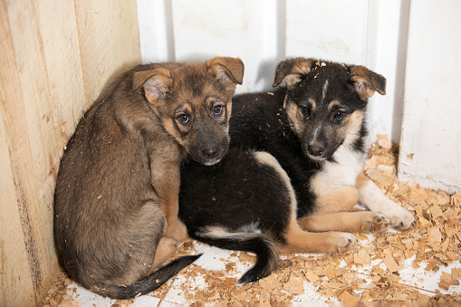 Couple of cute adorable little puppies occupying corner of enclosure and lying close together on wooden sawdust, looking forward with wariness and fear. Protecting homeless animals, pets, veterinary