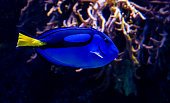 Blue hippo tang fish swimming in a reef in the ocean. Close up.