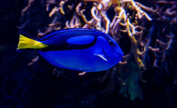 blue hippo tang fish swimming in a reef in the ocean. close up. - dory imagens e fotografias de stock