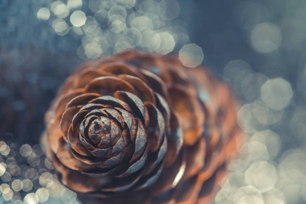 zbliżenie suchego brązowego stożka sosnowego na srebrzystym błyszczącym tle. pinecone na tle błyszczącej zimowej rime. dekoracje na choinkę - drop defocused focus on foreground herbal medicine zdjęcia i obrazy z banku zdjęć