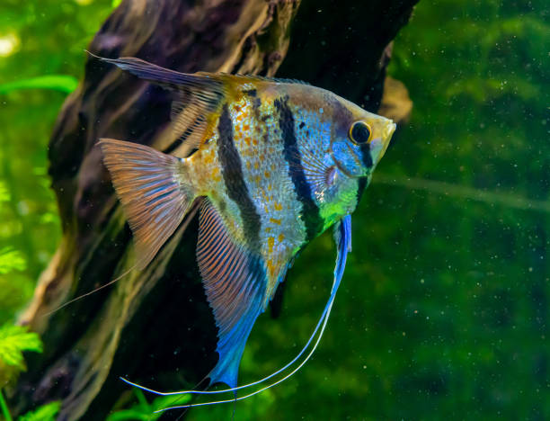A common freshwater angelfish from the amazon jungle in a fish tank. A common freshwater angelfish from the amazon jungle in a fish tank. zebra cichlid stock pictures, royalty-free photos & images