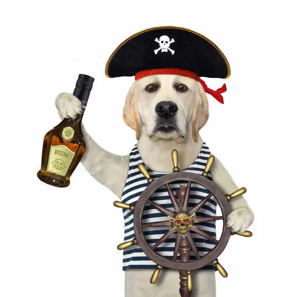 Photo of Dog holds helm of pirate ship 2