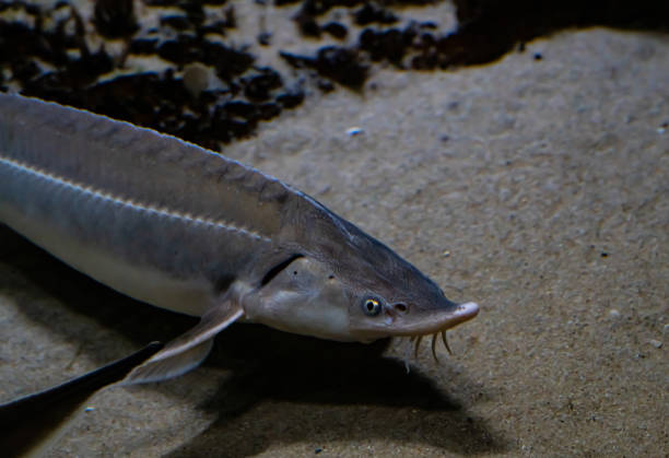 Large freshwater sturgeon resting on the bottom. Large freshwater sturgeon resting on the bottom. sturgeon fish stock pictures, royalty-free photos & images