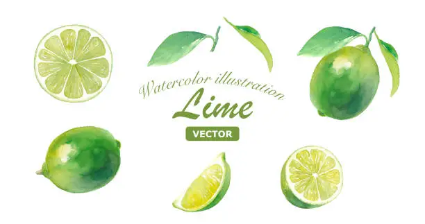 Vector illustration of A set of various lime watercolor illustrations. With leaves, slices. (Vector data)