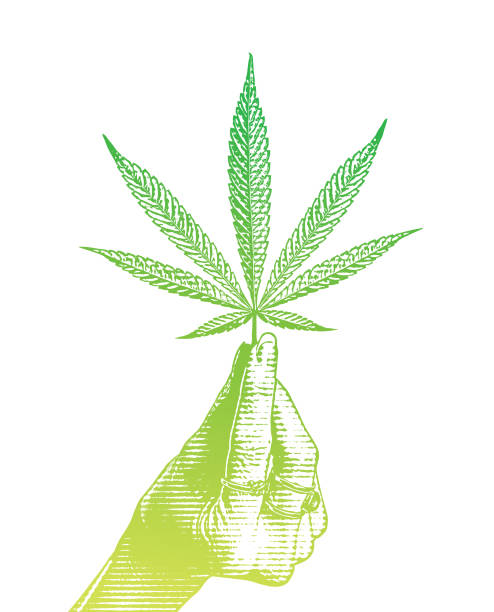 Hand holding hemp leaf Hand holding hemp leaf vibrant color lifestyles vertical close up stock illustrations