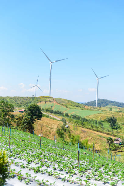 istock Strawberry field at  wind turbines park 1289846138