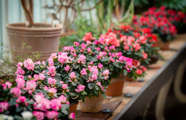 istock Christmas flowers in a row 1289847234