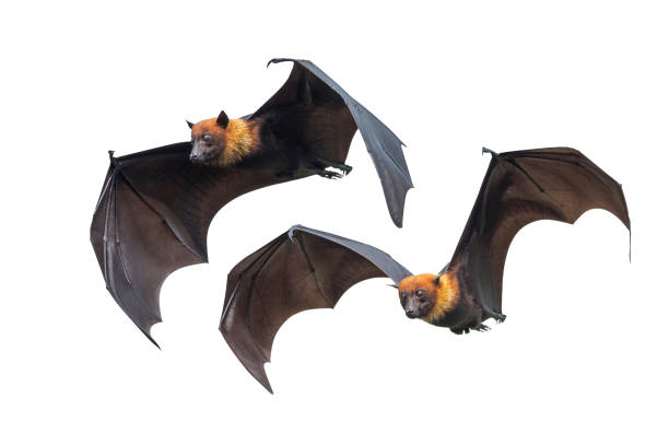 istock Set of flying bats isolated on white background 1289848669