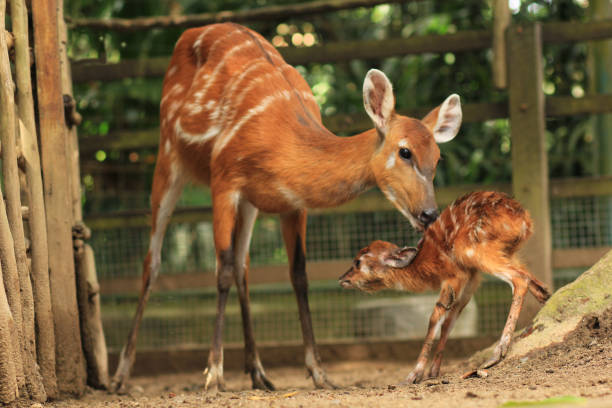 Kijang Children Antelope or muncak is a relative of deer belonging to the genus Muntiacus. Antelope originated in the Old World and is considered the oldest type of deer, dating from 15-35 million years ago, with remains from the Miosen period found in France and Germany kijang stock pictures, royalty-free photos & images