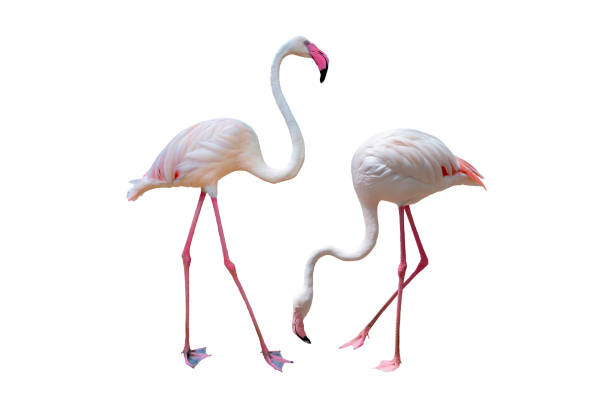 istock Set of Flamingos in different positions isolated on white background 1289848678