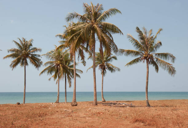 istock palms at the beach in vietnam 1289849917