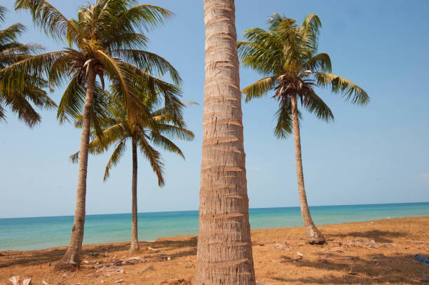 istock palms at the beach in vietnam 1289849927