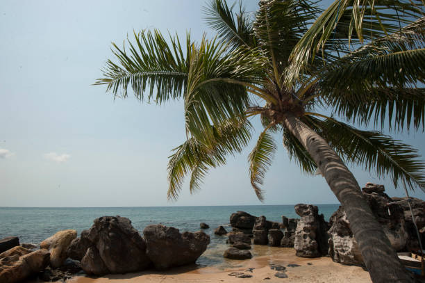 istock palms and rocks at vietnamese beach 1289849934