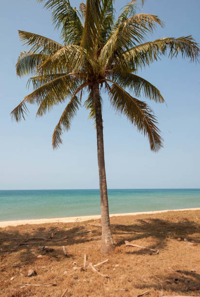 istock palms at the beach in vietnam 1289849944