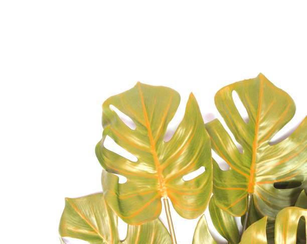 istock tropical monstera palm leaves tree background 1289850087