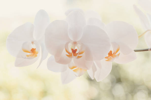 istock romantic white flower orchid 1289850216