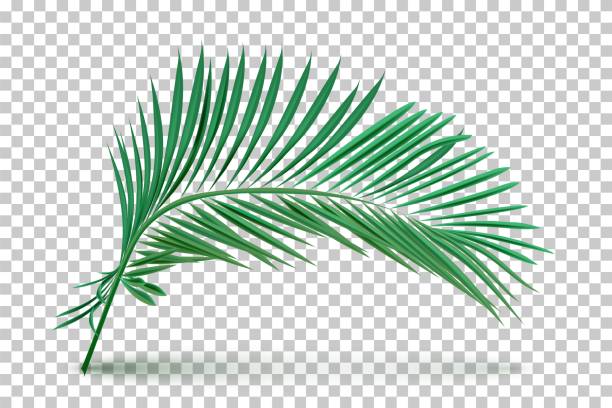 illustrazioni stock, clip art, cartoni animati e icone di tendenza di pianta verde esotica della giungla. illustrazione vettoriale del palmo areca. elemento botanico tropico su sfondo trasparente. oggetto floreale - arema
