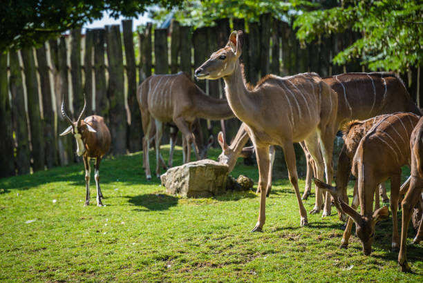istock Group of antelopes grazing in a field 1289852832