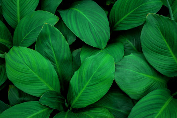 istock leaves of Spathiphyllum cannifolium background 1289853661