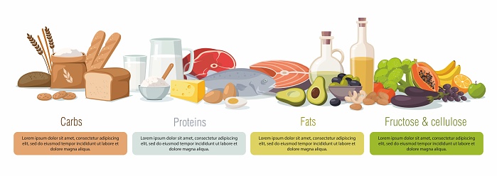 Main food groups - macronutrients. Carbohydrates, fats, proteins and fructose. Vector infographic illustration