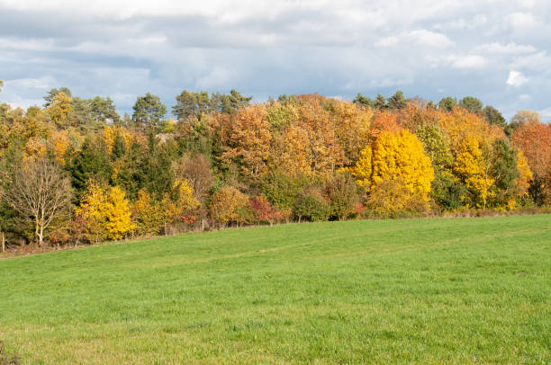 istock a green meadow in front of a colorful forest 1289854724