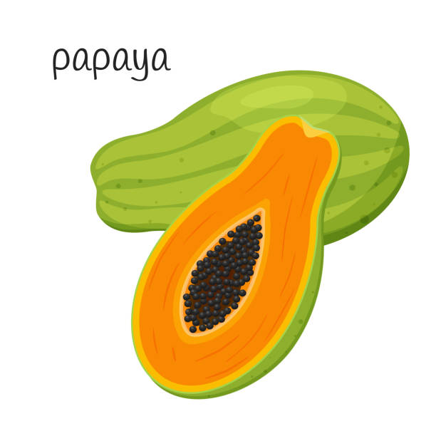 ilustrações, clipart, desenhos animados e ícones de mamão inteiro e corte metade com sementes e polpa. ícone exótico de frutas tropicais. estilo plano. ilustração vetorial de cor isolada em um fundo branco. - papaieira