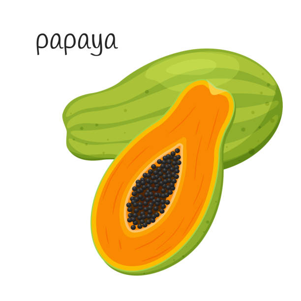 832 Papaya Tree Illustrations & Clip Art - iStock | Papaya tree isolated