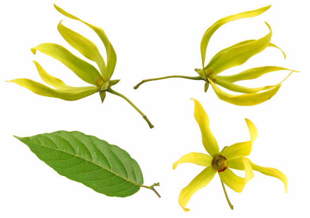 flor de ylang-ylang aislada sobre fondo blanco - wilderness area close up leaf plant fotografías e imágenes de stock