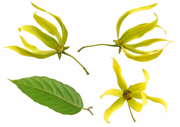 Ylang-ylang flower isolated on white background Ylang-ylang flower isolated on white background ylang ylang stock pictures, royalty-free photos & images