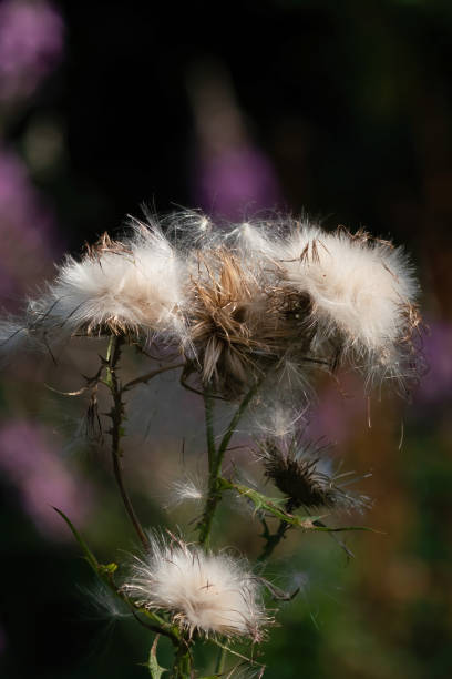 istock Overblown thistles with white fluffy seeds. Against a dark background 1289855519