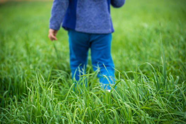 A toddler with a blue jacket and jeans walking through the grass field