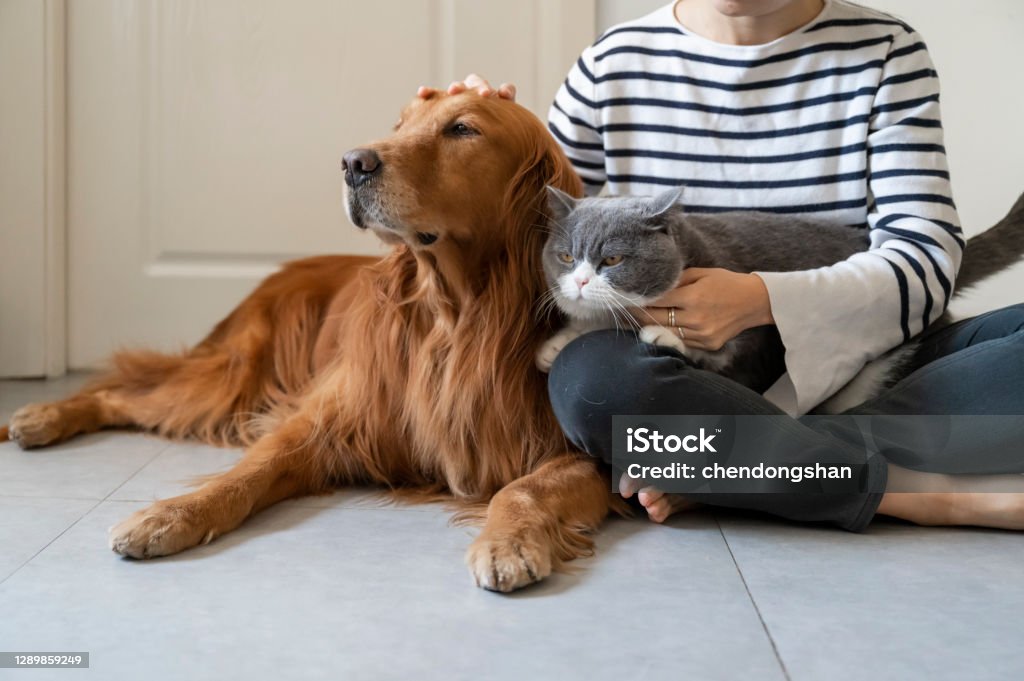 Golden Retriever and British Shorthair accompany their owner Dog Stock Photo