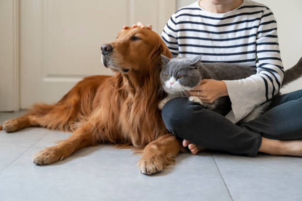Golden Retriever and British Shorthair accompany their owner Golden Retriever and British Shorthair accompany their owner stroking stock pictures, royalty-free photos & images