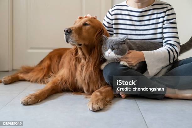 Golden Retriever And British Shorthair Accompany Their Owner Stock Photo - Download Image Now