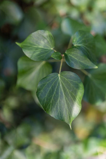 istock Green ivy leaf net background out of focus. 1289859301