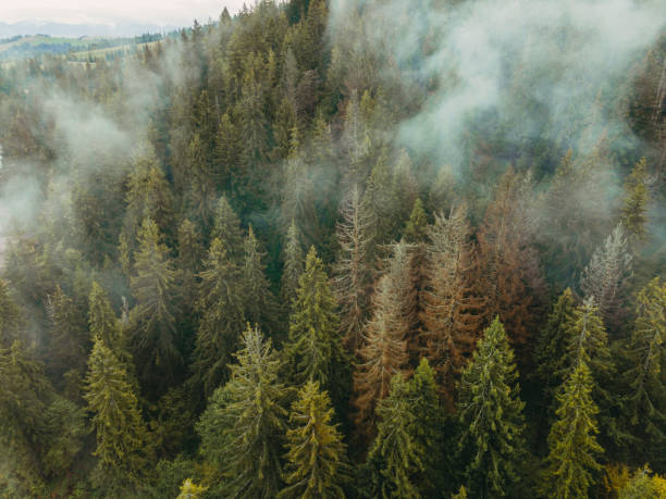 istock Forest. Pine forest with fog. Aerial view. 1289862041