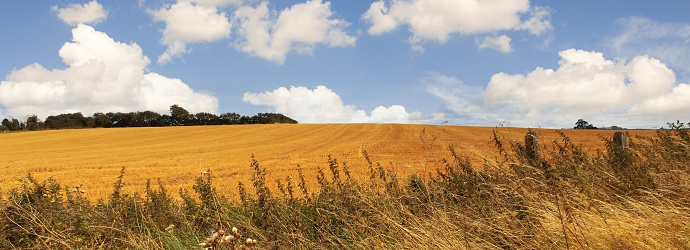 field of wheat harvest summer shropshire england uk