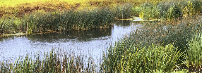 lake shore overgrown with tall grass