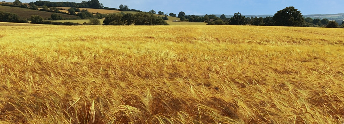 field of wheat harvest summer shropshire england uk