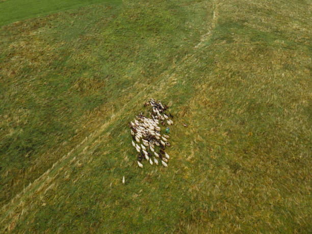 istock Shepherd. The shepherd grazes the sheep. Aerial view. 1289862653