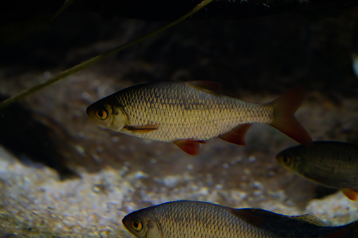 Big freshwater rudd swimming near the bottom of a lake.